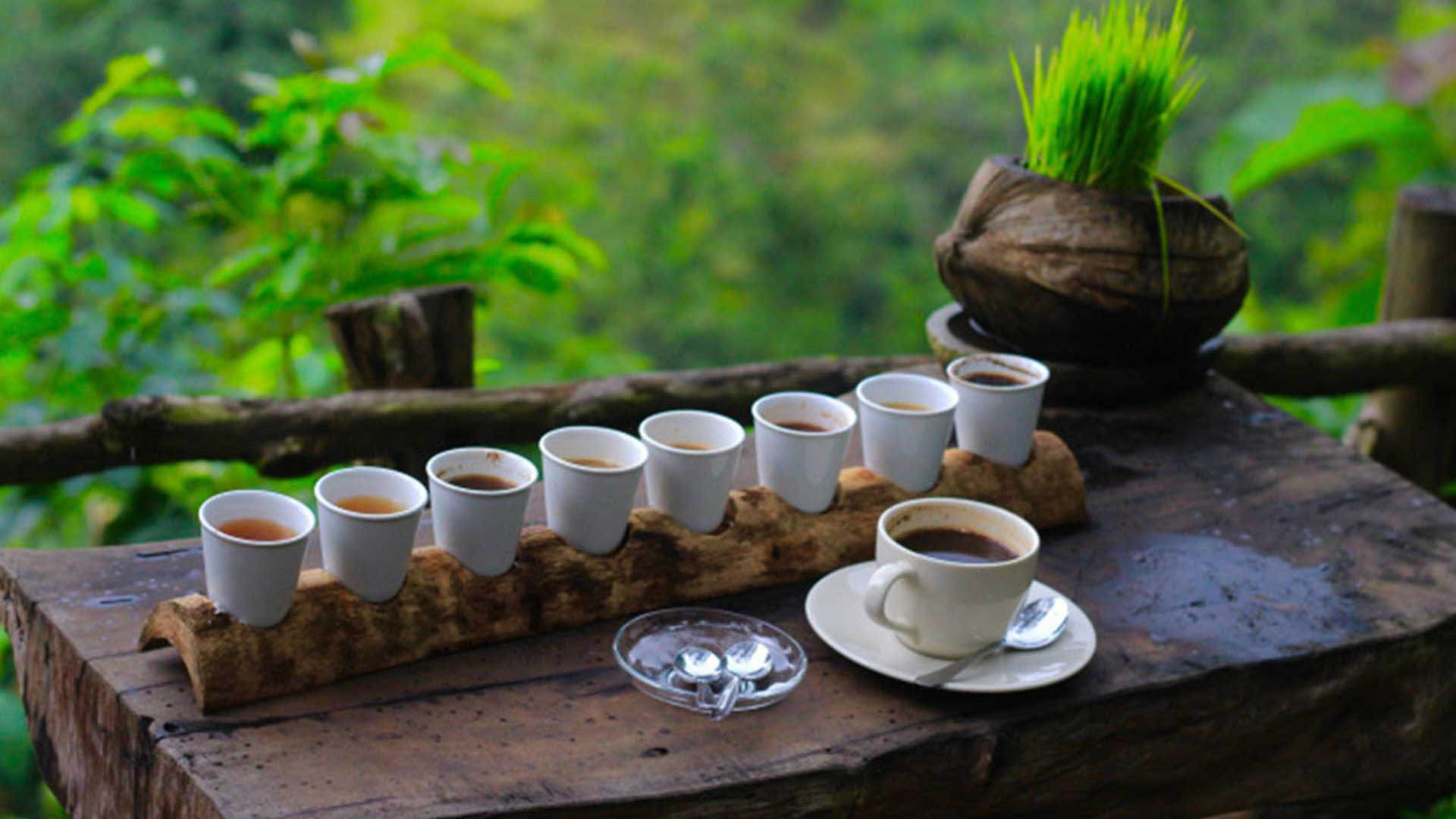 batuan-coffee-plantation-rice-terrace-ubud-art-village-waterfall-tanah-lot-sunset-and-seafood-dinner_f426d7eec62f8bfb4a784eb3e374dc915039b59f