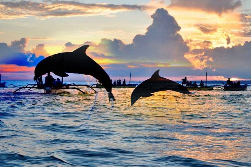 22-north-bali-dolphins
